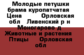 Молодые петушки брама куропатчатая › Цена ­ 800 - Орловская обл., Ливенский р-н, Моногарово д. Животные и растения » Птицы   . Орловская обл.